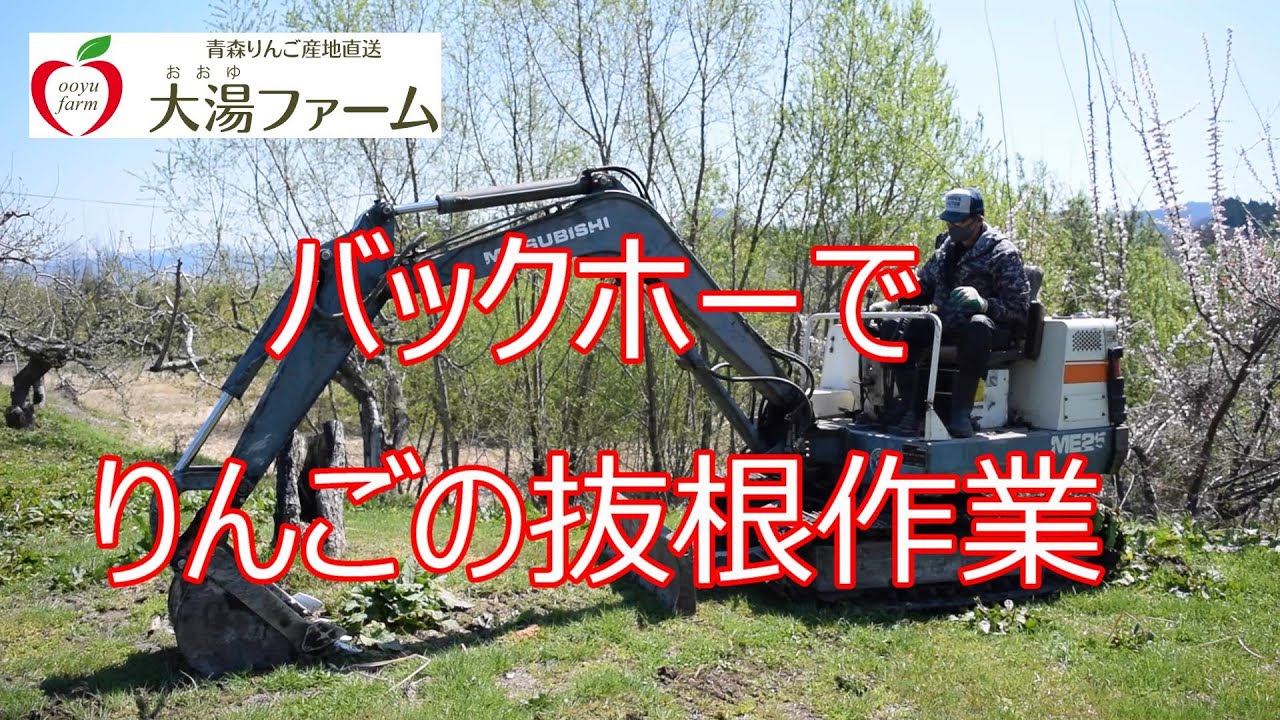 バックホーでりんごの抜根作業