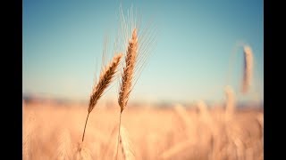 Episode 351 - Gluten Free Wheat (Emmer or Khapli Wheat)