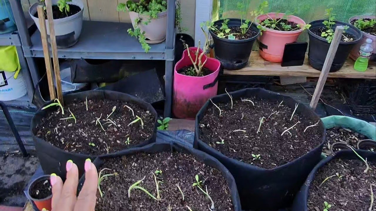 Снова сажаем... Никогда не прекращайте сажать или сеять семена. #Капуста #Горчица #Лук.