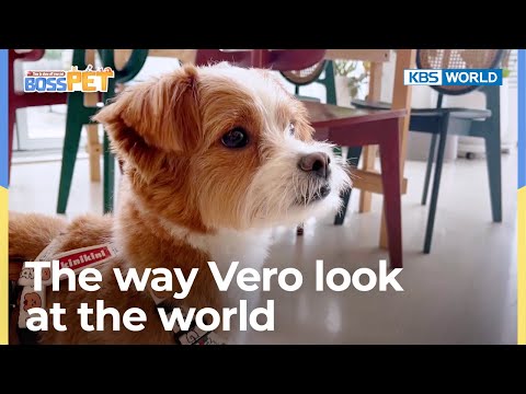 The way Vero look <strong>at</strong> the <strong>world</strong> 🐶🐶🐶  | KBS <strong>WORLD</strong> <strong>TV</strong>