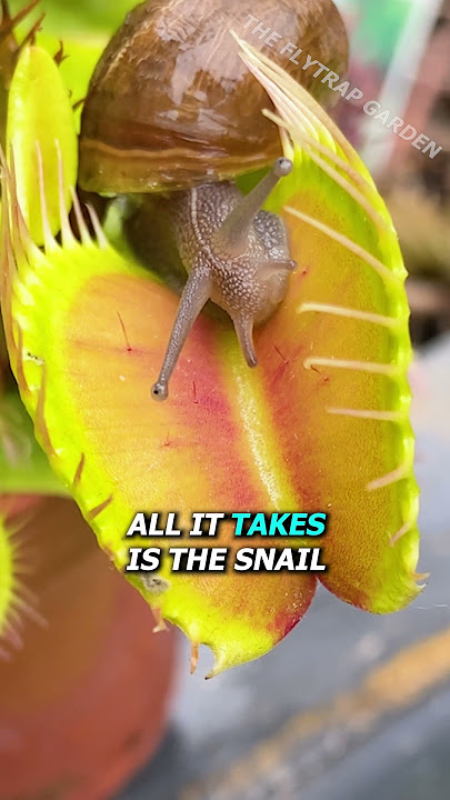 Snail vs Venus Flytrap