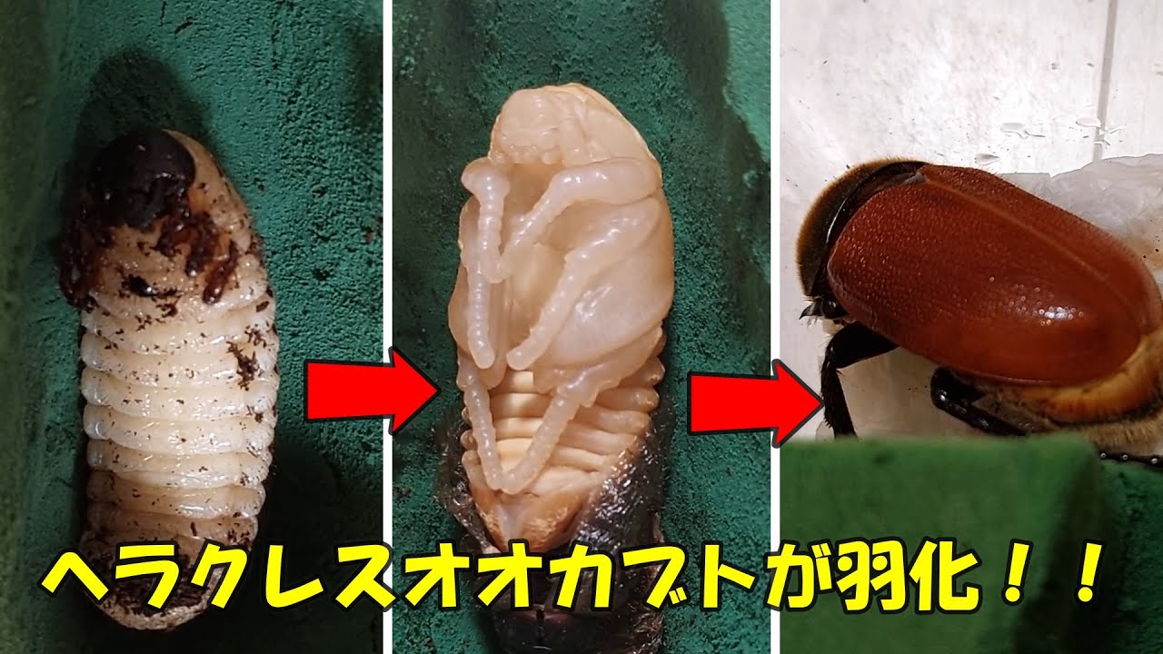 人工蛹室】我が家で初めてブリードしたヘラクレスオオカブトが羽化して