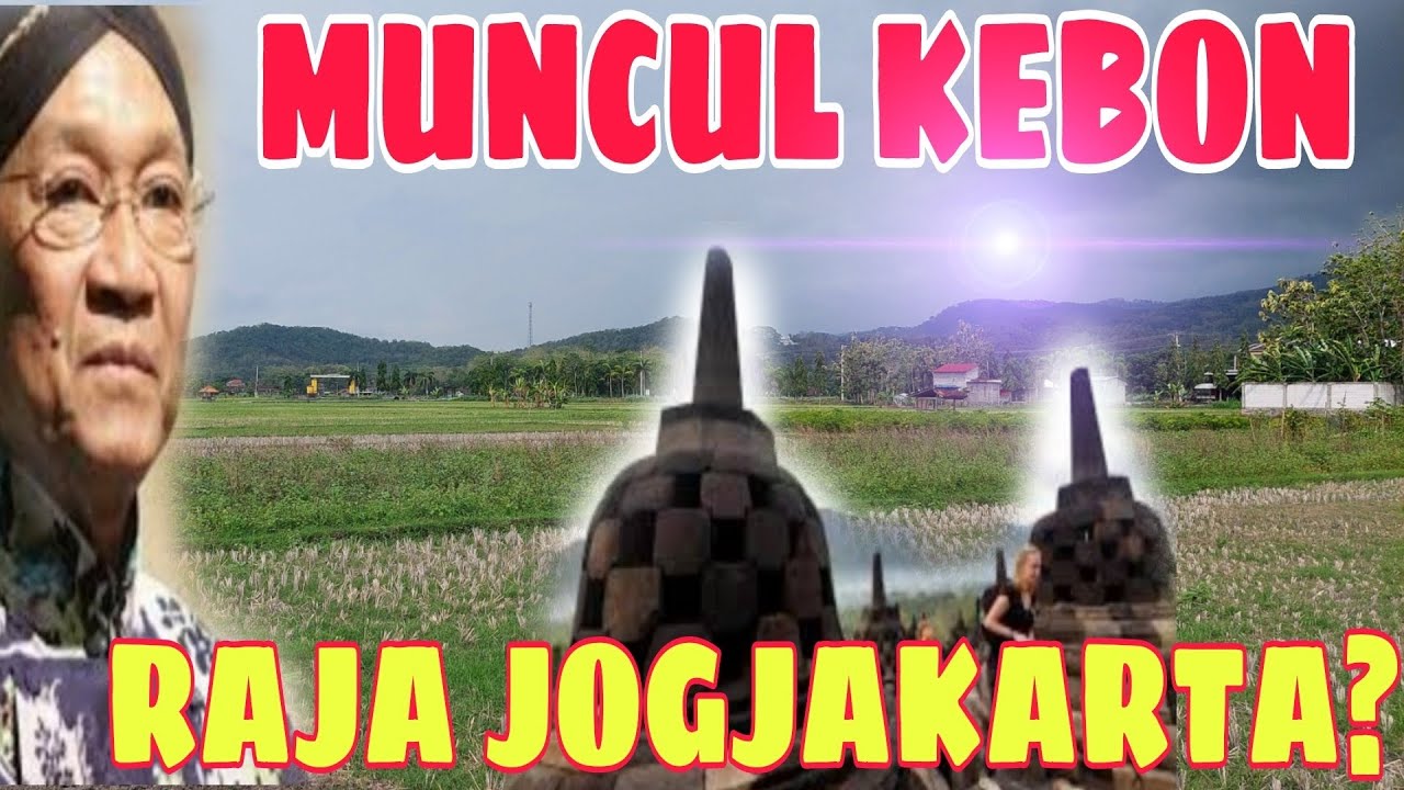 JOGJA VIRAL HARI INI!!MUNCUL KEBON PARA RAJA JOGJA?? - YouTube