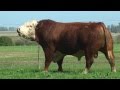 Cabaña Santa Lucía - Pelé Polled Hereford