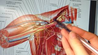 Плечевое сплетение. Короткие ветви плечевого сплетения.