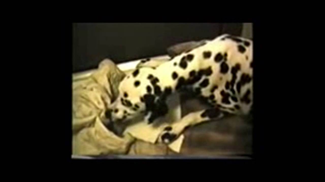 感動 犬 ダルメシアン の赤ちゃん出産と可愛い子犬の成長 Dog Baby Birth Youtube
