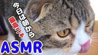 【ASMR、咀嚼音】カリカリにチュールをまぶしたら最高な食事説！な猫【スコティッシュフォールド】【Scottish Fold】