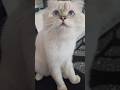 #lila #konusankediler #kedivideoları  #cat #komikkedi #cute #cutecat #funny #kediler #kitten #kedi