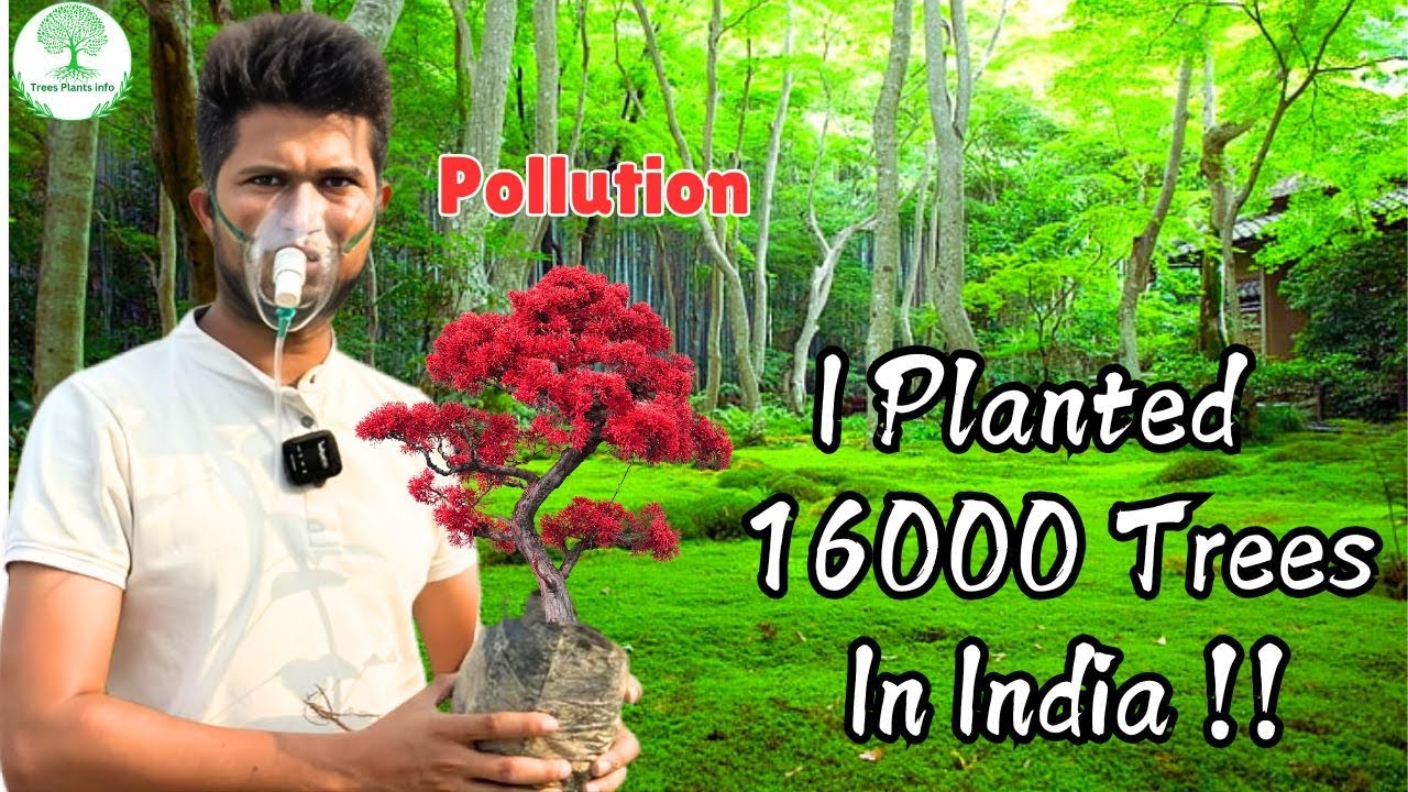 I Planted 16000 🌳Trees In India! || Removal of air pollutants By 🌳 trees and plants in India!