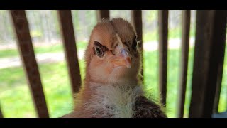 Birds Meet Bee  Laugh Until You Wheeze  #babychicks #animalsarefunny  #cuteanimals