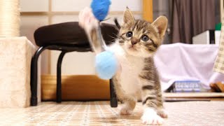 Cat punch when you invite a kitten to play after waking up by ねこねこチャンネル 3,092 views 10 hours ago 3 minutes, 42 seconds