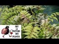 Tuto jardinageathyrium niponicum ursulas redphotos de fleurs et de plantes vivaces