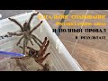 Разведение Pseudoclamoris gigas. Естественная инкубация. Паук съел кокон