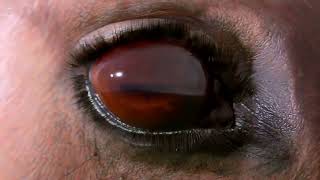 Little Dark Age - All Tomorrows