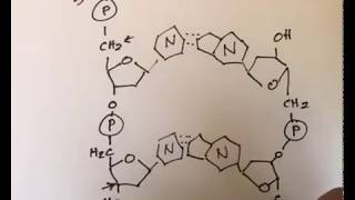 Dna Strands Are Antiparallel