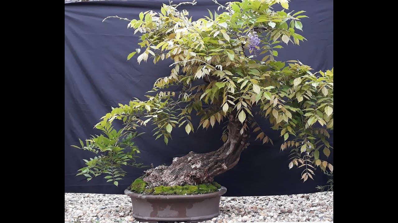 Quick guide to wisterias - YouTube