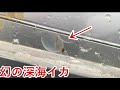 幻の深海イカ観察会【水族館でも見られない貴重な生き物です】