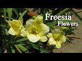 Freesia flower freesia bulb planting how to grow fresia plants