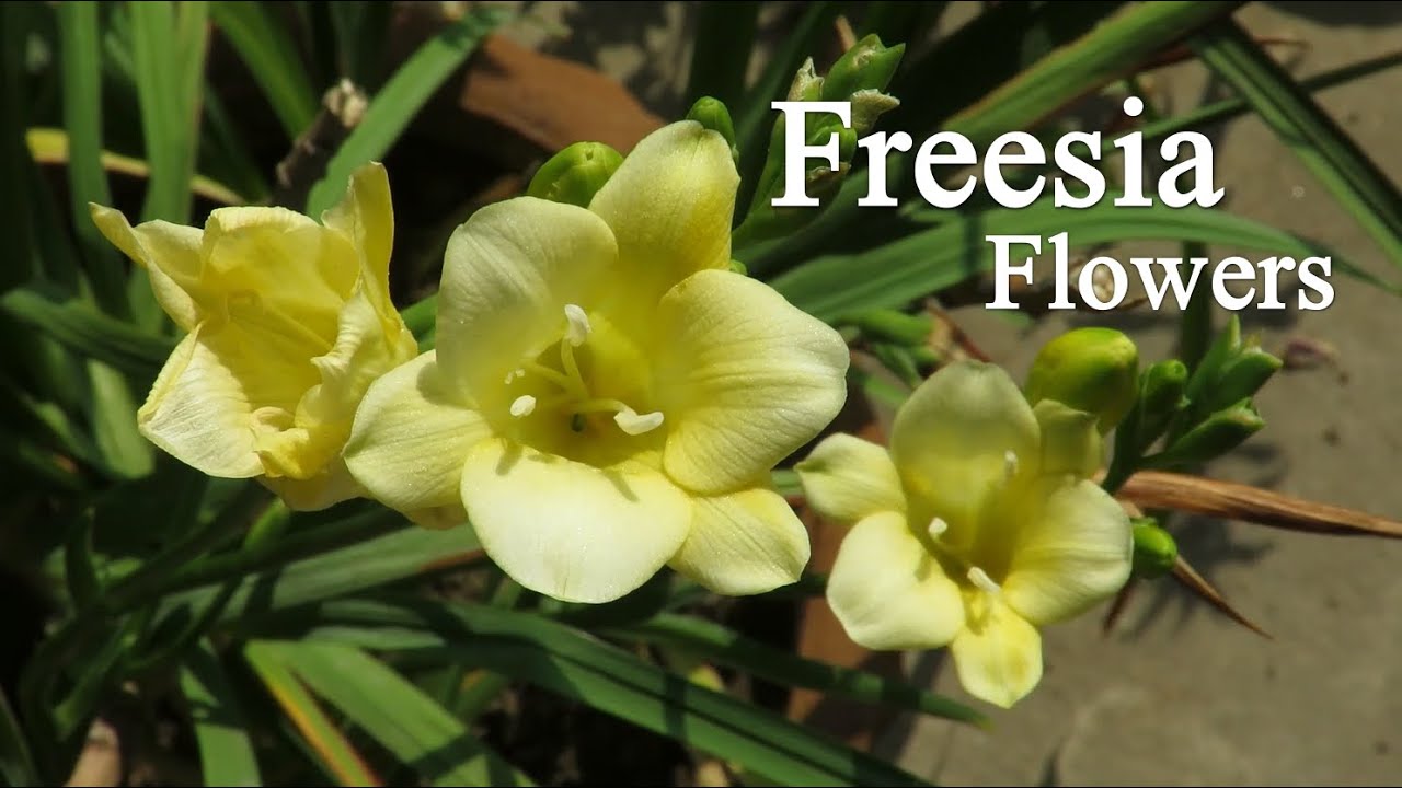 Freesia Flower, Freesia Bulb Planting, How To Grow Fresia Plants - thptnganamst.edu.vn