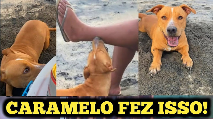 These dogs have already taken over the world lol 😂🤣🤣😅😇- 4 - #trynottolaugh #caramel #2025