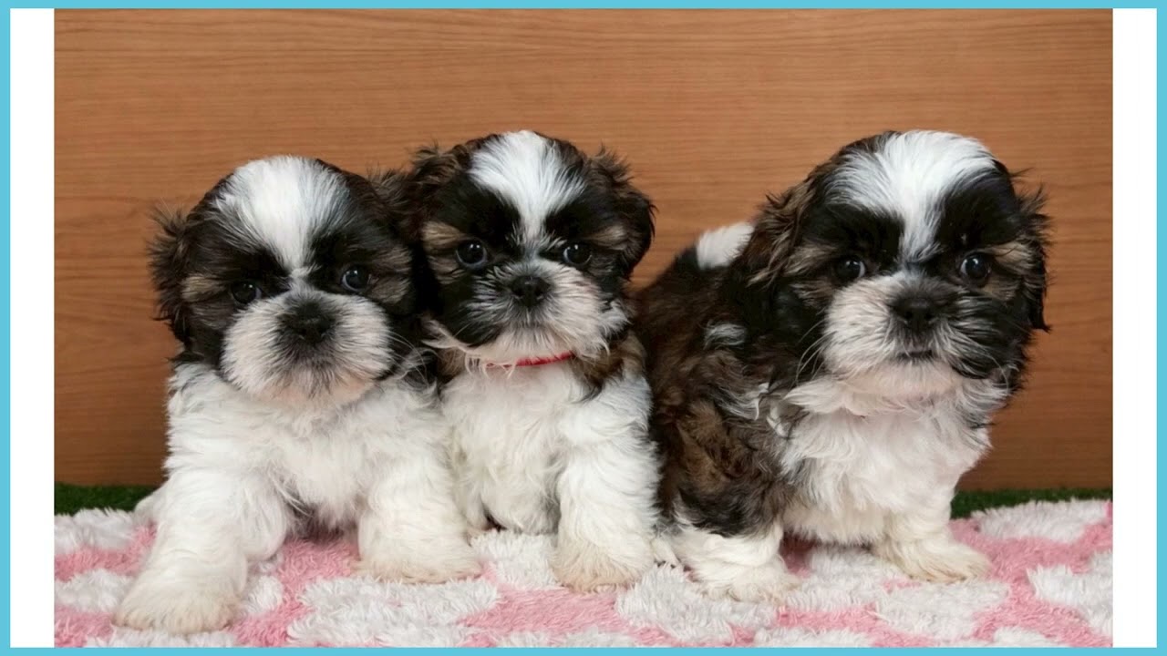 746778 シーズー - YouTube