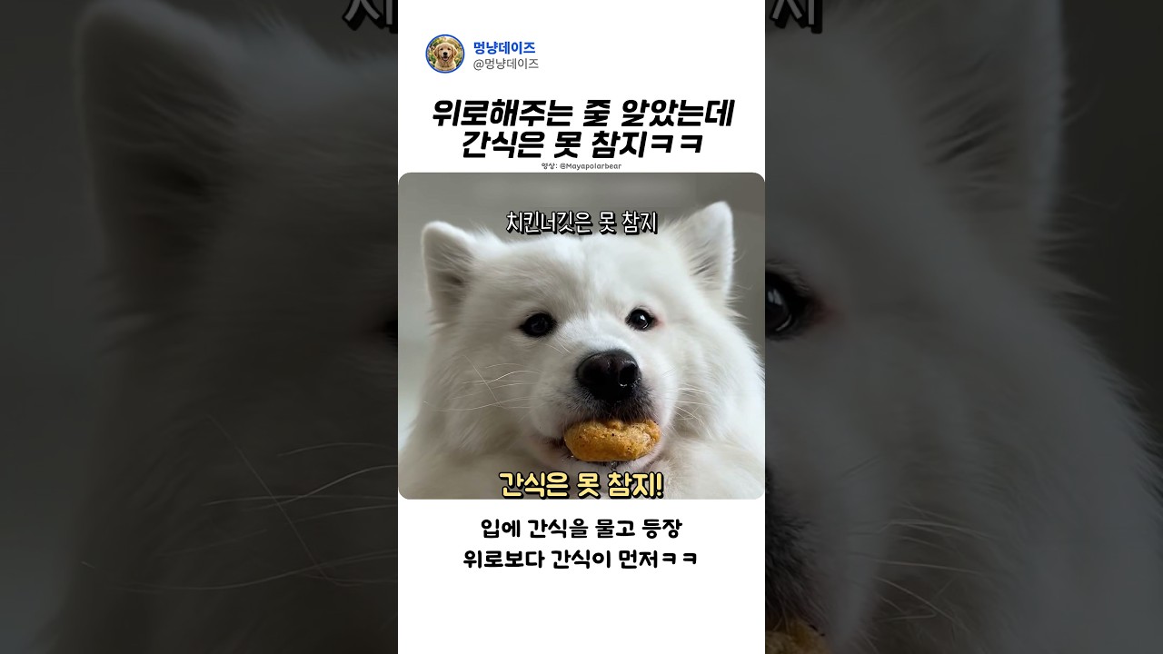 강아지가 우울할 때 주는 위로#Shorts #강아지 #사모예드 #반전주의 #강아지짤 #힐링영상