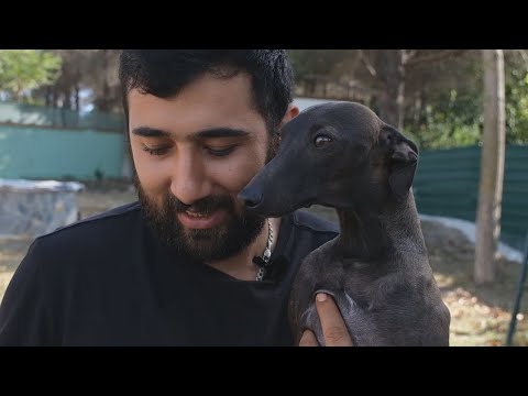Video: İtalyan Tazı Köpek Irkı Hipoalerjenik, Sağlık Ve Ömrü