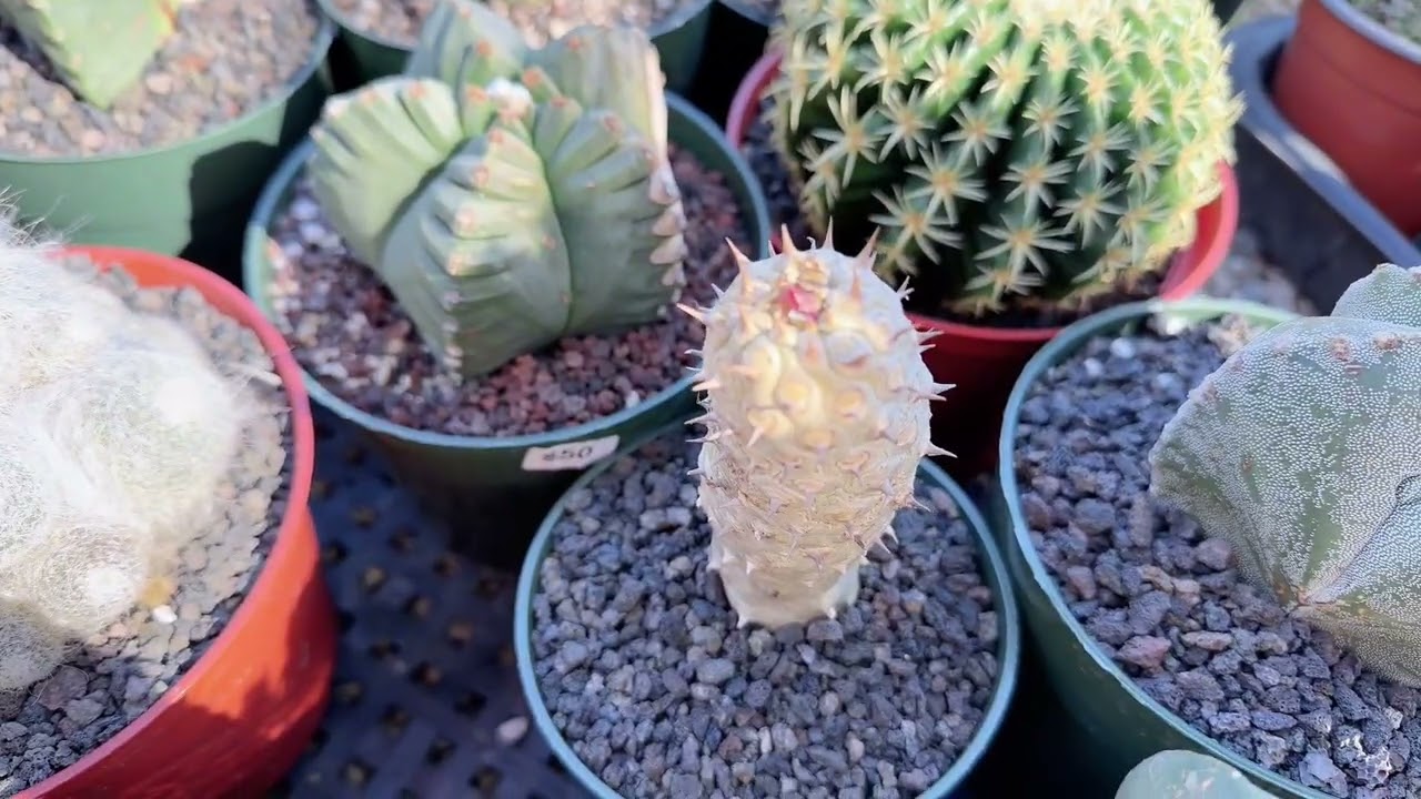 Mimi’ nursery 714-489-1876 on sale Echeveria + Cacti + Haworthia 