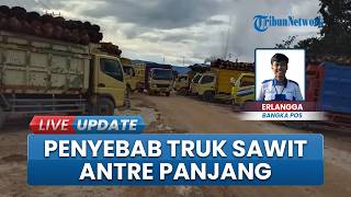 Download lagu Puluhan Truk Sawit Antre sampai 12 Jam di Pabrik Bangka Selatan, Pengepul Setop Beli Buah Petani
