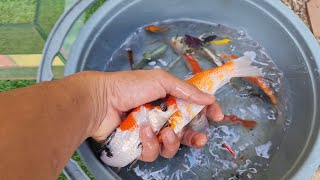 Menangkap lkan Glofish, lkan Mas Koki,lkanMolly, lkan Memphis, Ikan Lemon, lkanlele,bebek by Rumah Sato  1,766 views 4 months ago 6 minutes, 58 seconds