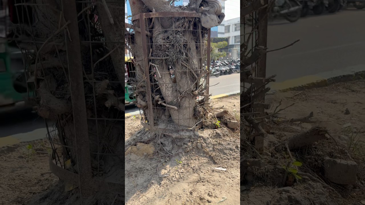 Who remove tree guard from Tree in India and who is responsible for this?