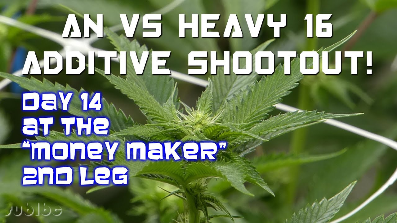AN vs Heavy 16 Additive Shootout - Day 14 - Money Maker SFVOG 2nd Leg