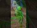 #funny #parrot #viral #shorts #ytshorts
