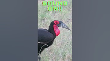 Listen to the Distinctive Call of the African Ground Hornbill #wildlife #shorts