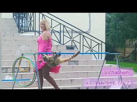 Енот и Носуха