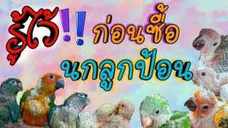 #นกลูกป้อน #วิธีเลือกนกลูกป้อน #ปัญหาเลี้ยงนกลูกป้อน