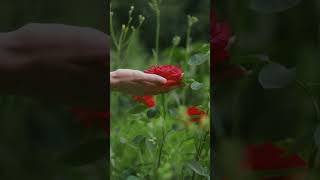 A soft caress was placed upon a red rose. #soft #red #rose #CalmMusic #shorts screenshot 5