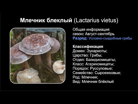 Млечник блеклый (Lactarius vietus)