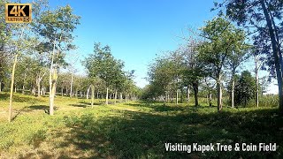 [4K]Visiting Kapok Tree & Coin Field