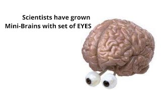 Revolutionizing: Mini-Brains with Eyes! | Groundbreaking Organoid Research at Hospital Düsseldorf