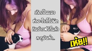 เกิดเป็นแมวทำอะไรก็ไม่ผิดดี อ้อนเกินไปไหม อิจฉา!!... #รวมคลิปฮา