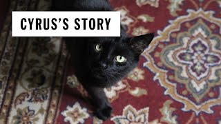 Cyrus becomes a foster brother  | Battersea Stories @batterseadogsandcats