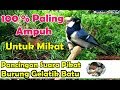 SUARA PIKAT MP3 BURUNG GELATIK BATU SUARA JERNIH DIJAMIN AMPUH TERPOPULER