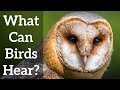 Bird Hearing - What Can Birds Hear?