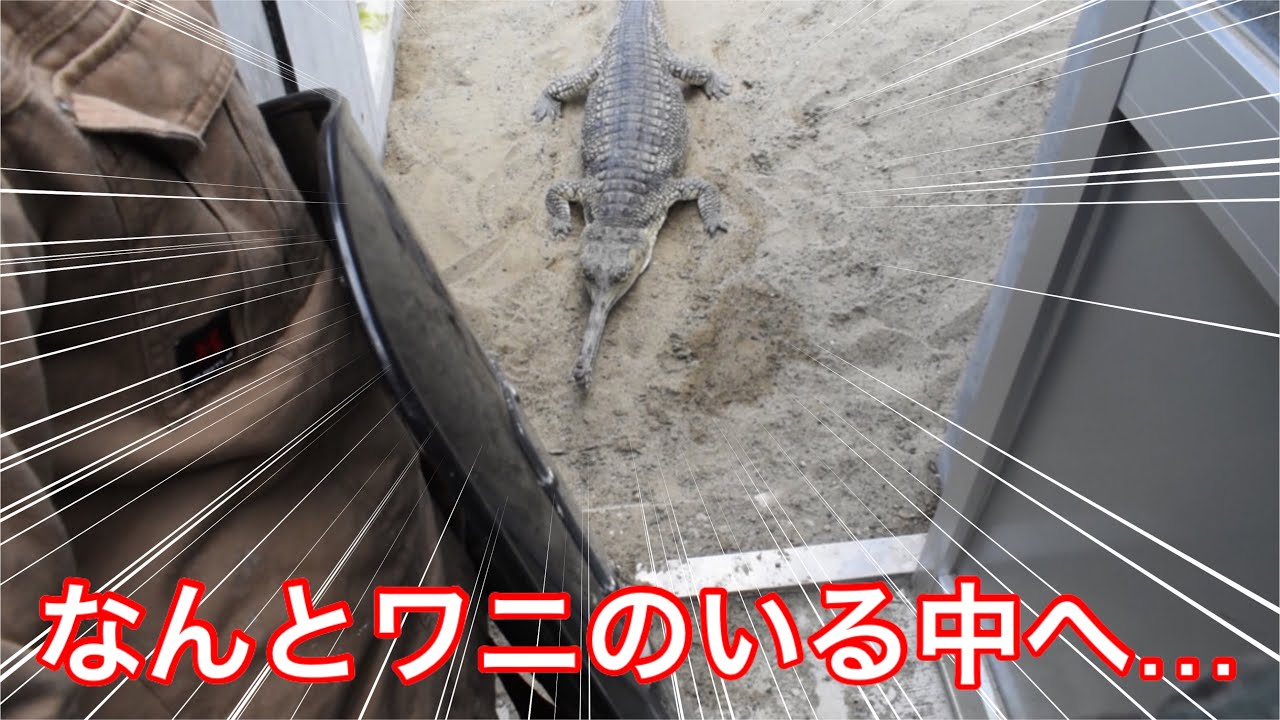 超激レア！】展示場の中で世界一希少な鰐とこの距離で…⁉︎【前編】iZoo