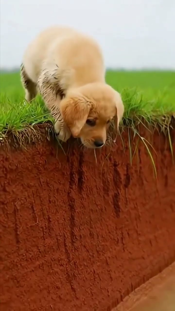 ❤️सैड व्हाट्सएप स्टेटस - ShareChat