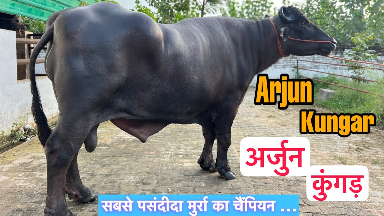 Arjun Kungar / अर्जुन कुंगड़ । सबसे पसंदीदा मुर्रा झोटा । पवन कुंगड़ Mb.99926-02433 , 99920-28010 ।