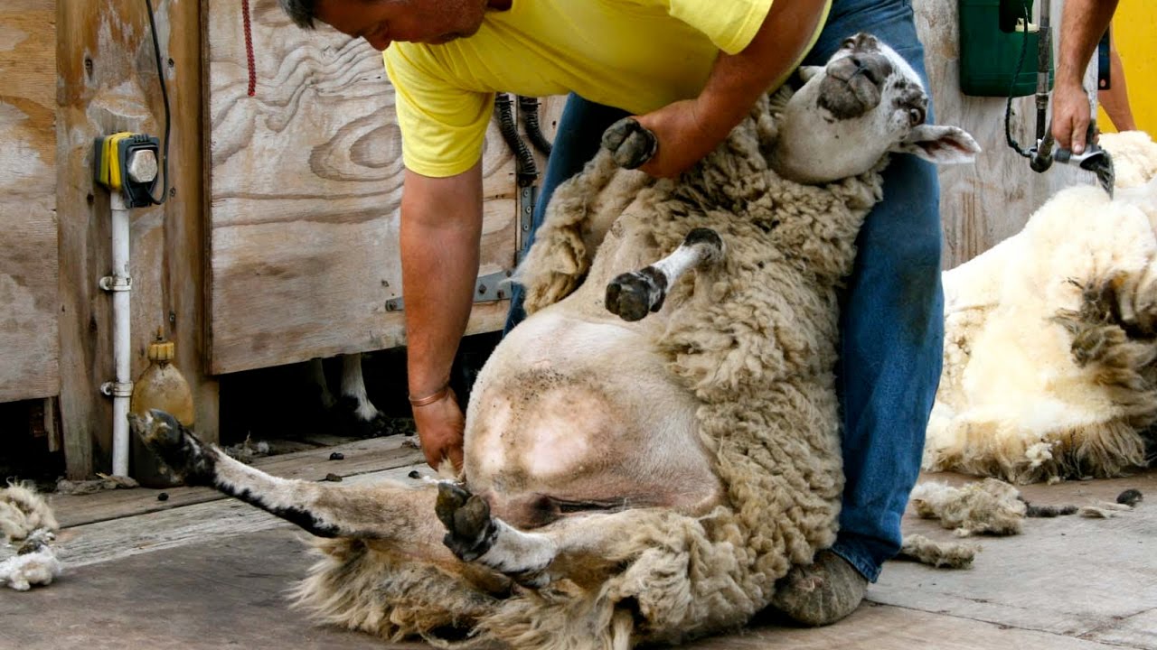 shearing before lambing