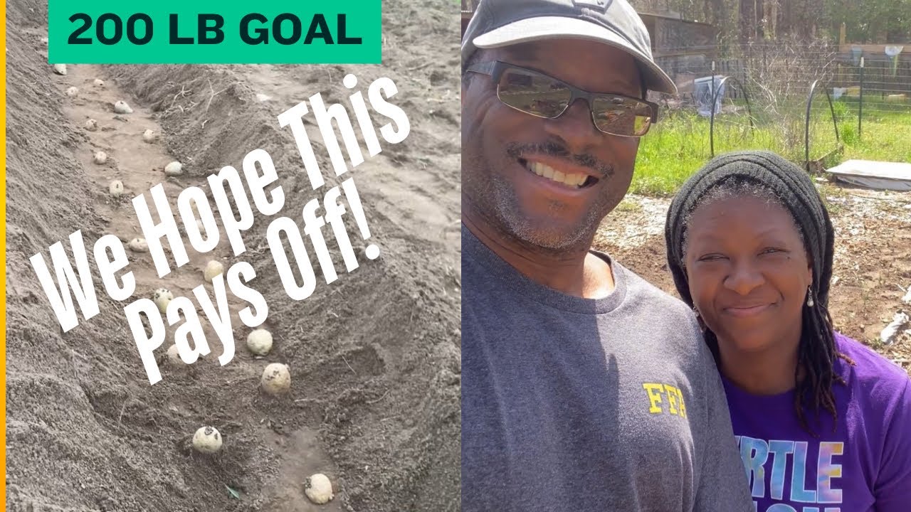 Planting Potatoes In Deep Trenches ~ 4 Different Varieties ~ Growing Our Groceries!