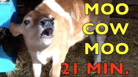 MOO COW MOO / authentic sounds (21 MIN.) FARM ANIMALS / Babies, Toddlers, Preschool, K-3 EDUCATIONAL